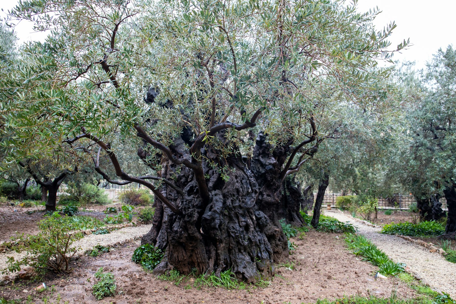 an old olive tree on a dirt path